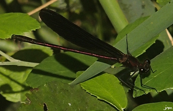 odonates zygoptère Calopteryx haemorrhoidalis